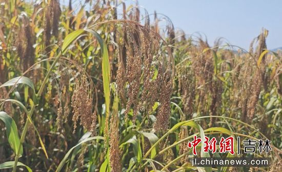 安图县委宣传部/供图 安图县委宣传部/供图