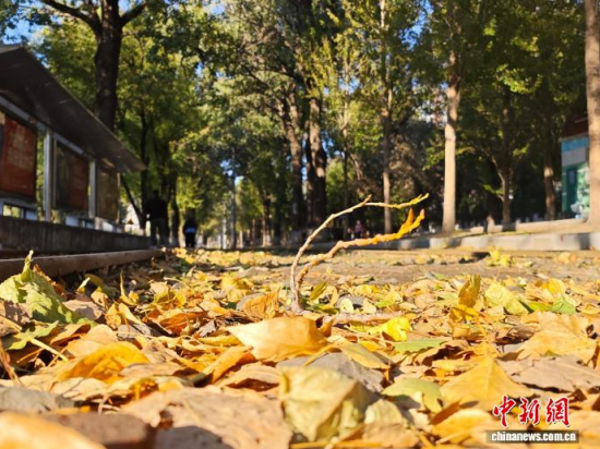 随着54路有轨电车沿线环境集中整治,周边风貌再升级,金黄落叶铺满路面。金乔 摄 随着54路有轨电车沿线环境集中整治,周边风貌再升级,金黄落叶铺满路面。金乔 摄