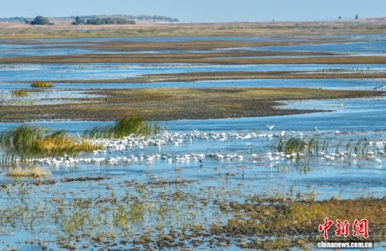 10月16日,吉林莫莫格国家级自然保护区内白琵鹭在戏水。(无人机照片)赵冷冰 摄 10月16日,吉林莫莫格国家级自然保护区内白琵鹭在戏水。(无人机照片)赵冷冰 摄