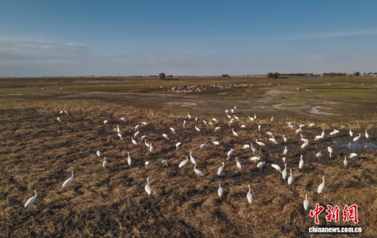 10月16日,在吉林莫莫格国家级自然保护区内白鹤在憩息。(无人机照片)赵冷冰 摄 10月16日,在吉林莫莫格国家级自然保护区内白鹤在憩息。(无人机照片)赵冷冰 摄