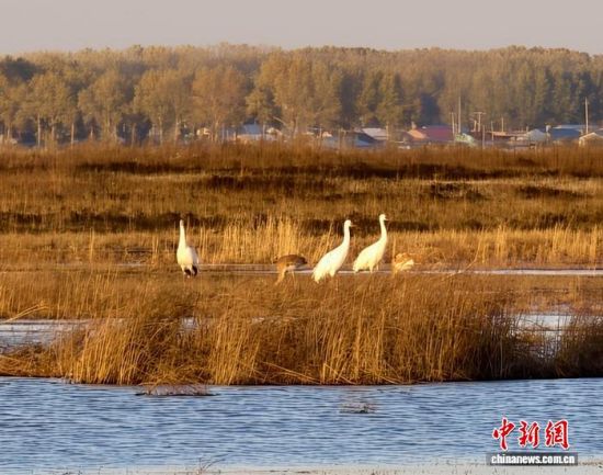 回归鹤群的“小桥”(左五)融入了白鹤群体。王岩 摄 回归鹤群的“小桥”(左五)融入了白鹤群体。王岩 摄