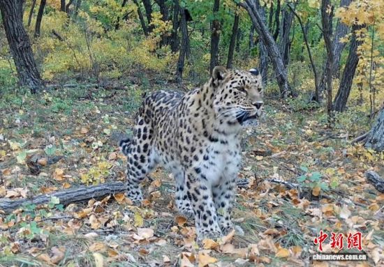 2025年在东北虎豹国家公园拍摄的东北豹。(吉视传媒供图) 2025年在东北虎豹国家公园拍摄的东北豹。(吉视传媒供图)