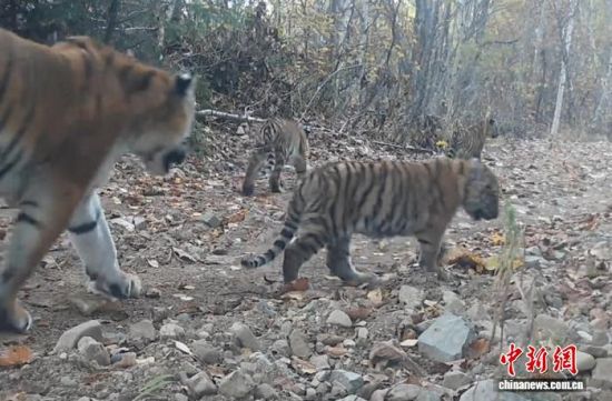 2025年在东北虎豹国家公园拍摄到的东北虎。(吉视传媒供图) 2025年在东北虎豹国家公园拍摄到的东北虎。(吉视传媒供图)