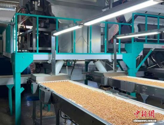 花生生产线。(长春海关供图) 花生生产线。(长春海关供图)