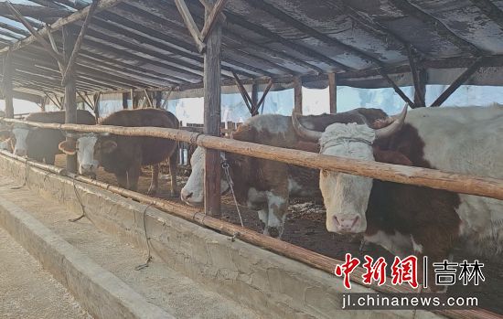 安图县委宣传部/供图 安图县委宣传部/供图