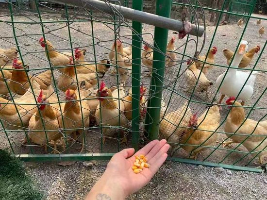 ͥԺ������ֳ