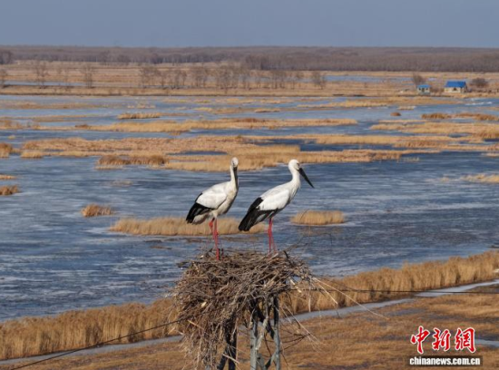 3月16日,吉林镇赉,一对东方白鹳在莫莫格湿地的巢中休憩。 潘晟昱 摄 3月16日,吉林镇赉,一对东方白鹳在莫莫格湿地的巢中休憩。 潘晟昱 摄