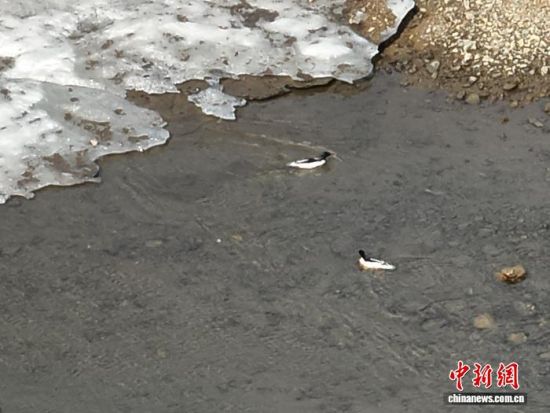 中华秋沙鸭在红石林区水域生活。吉林长白山森工集团红石林业有限公司供图 中华秋沙鸭在红石林区水域生活。吉林长白山森工集团红石林业有限公司供图