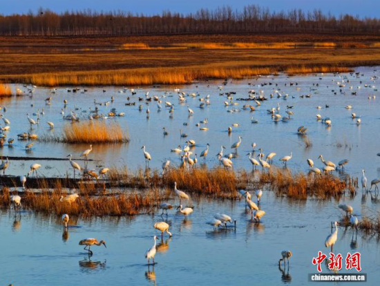 4月11日,吉林镇赉,白鹤等珍稀鸟类在莫莫格湿地觅食。 潘晟昱 摄 4月11日,吉林镇赉,白鹤等珍稀鸟类在莫莫格湿地觅食。 潘晟昱 摄
