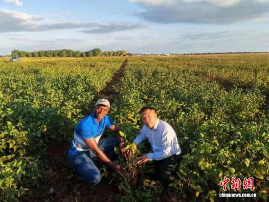 图为魏健疆(右)正在与赞比亚教授一同查看作物生长情况。受访者供图 图为魏健疆(右)正在与赞比亚教授一同查看作物生长情况。受访者供图
