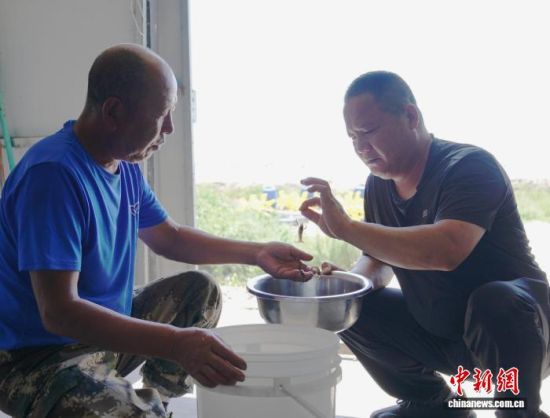 6月26日,吉林镇赉,工作人员观测小龙虾生长状况。王凯 摄 6月26日,吉林镇赉,工作人员观测小龙虾生长状况。王凯 摄