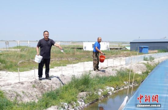 6月26日,吉林镇赉,工作人员定时投喂小龙虾饵料。王凯 摄 6月26日,吉林镇赉,工作人员定时投喂小龙虾饵料。王凯 摄