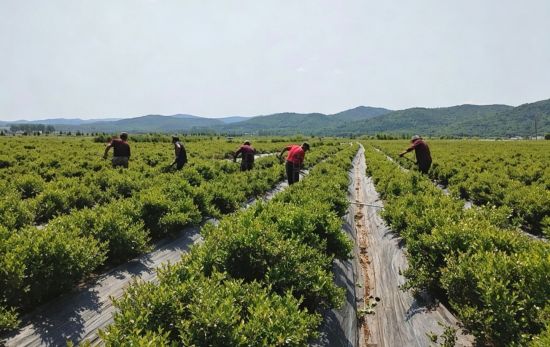 安图县委宣传部/供图 安图县委宣传部/供图