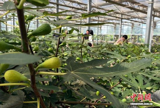 游客打卡长春双阳无花果园。郭佳 摄 游客打卡长春双阳无花果园。郭佳 摄
