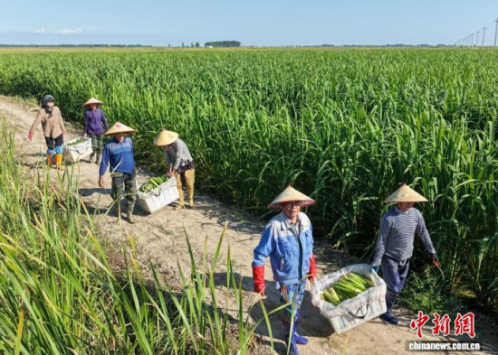 镇赉县茭白采收忙。 王凯 摄 镇赉县茭白采收忙。 王凯 摄