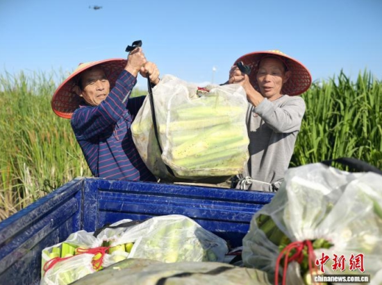 茭白装车发运。 王凯 摄 茭白装车发运。 王凯 摄