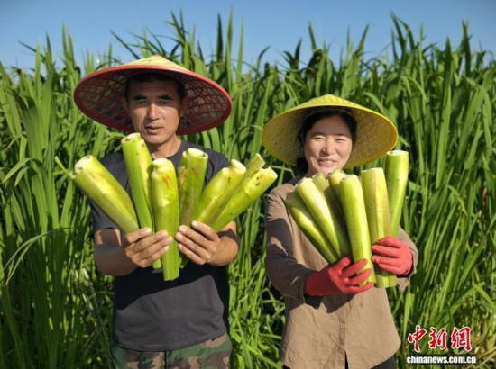 新采收的茭白。 王凯 摄 新采收的茭白。 王凯 摄