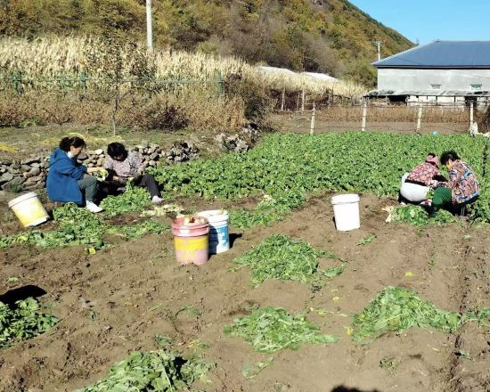 和龙市委宣传部/供图 和龙市委宣传部/供图