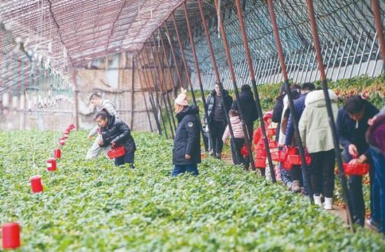 一起“品尝”春天的味道 长春市采摘游人气渐旺