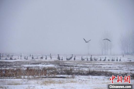 吉林大部迎“珍贵”春雪 珍稀候鸟乘雪而归