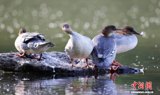 �л���ɳѼ�����ǳ�����ˮ��ʯͷ����Ϣ��������� ��