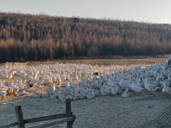 �ƽ�ѩ����ֳ��ҵ������ ������ί������/��ͼ