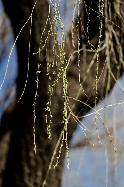 ��Ӱʦ/������