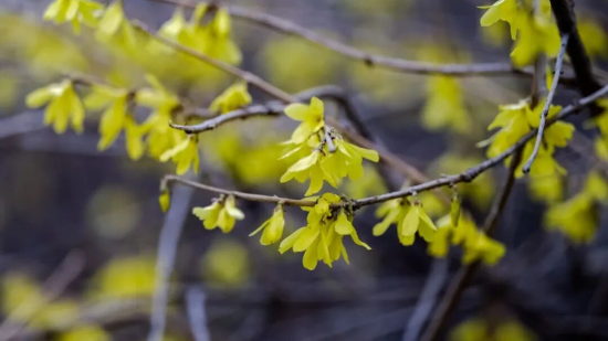 ��Ӱʦ/������