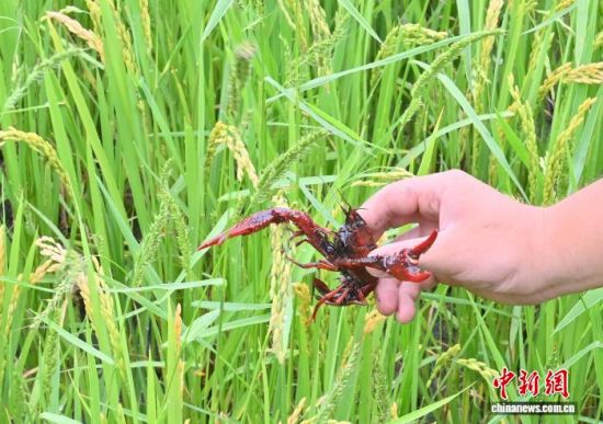 �ڼ���ʡ��ͨ�أ�������Ա�ɹ�����������Ӧ�������ػ�����С��Ϻ�磬����̽����������ֳϺз��ģʽ��(����ͼ) ���� ��