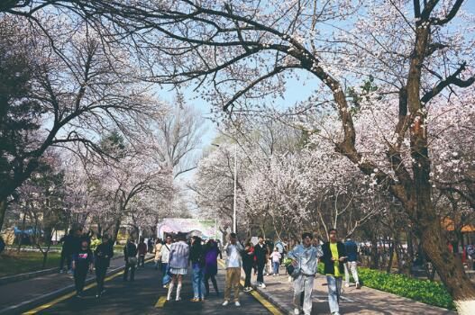 吉林大学第九届杏花文化节暨长春大学生春日踏青季启幕